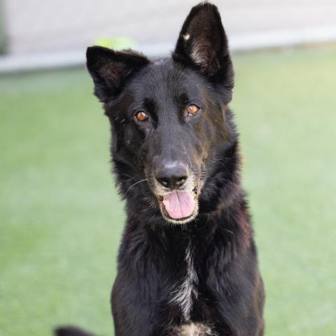 German Shepherd