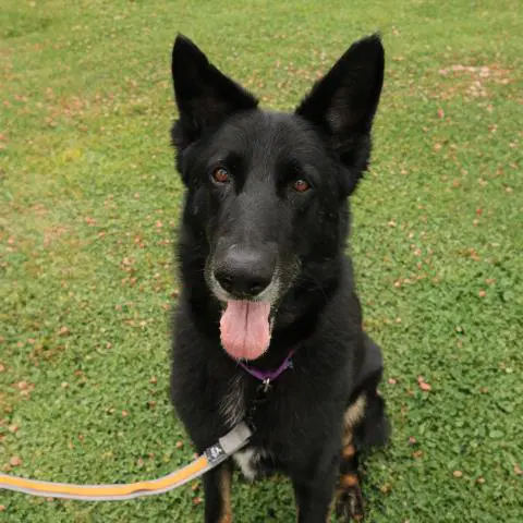 Winston - German Shepherd Dog