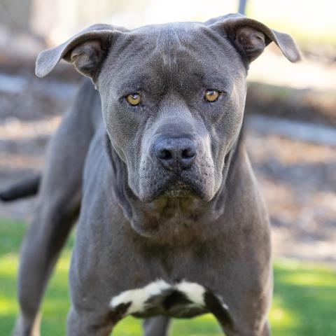 Pit Bull