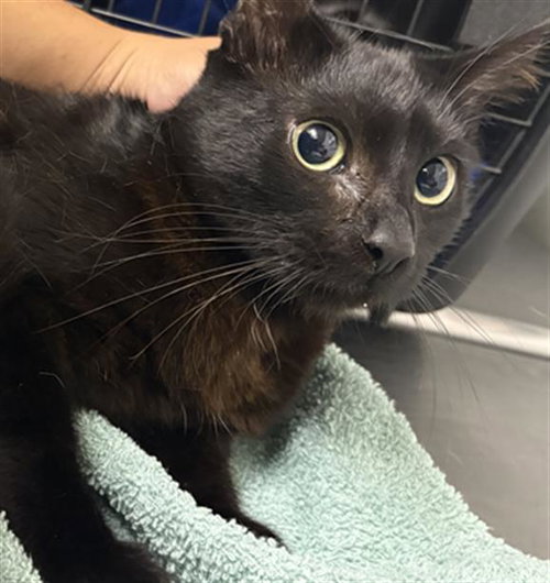 picture of the cat needing adoption