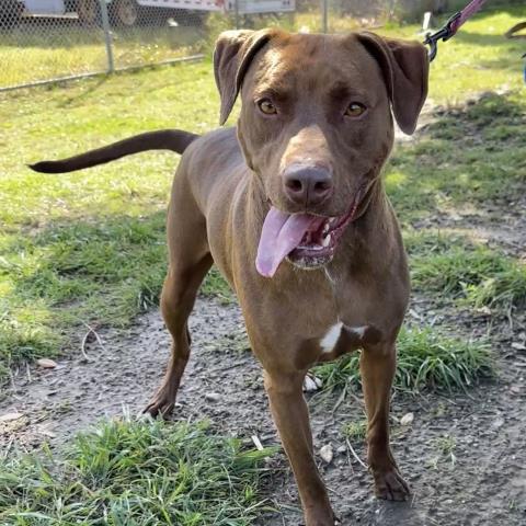 Pit Bull
