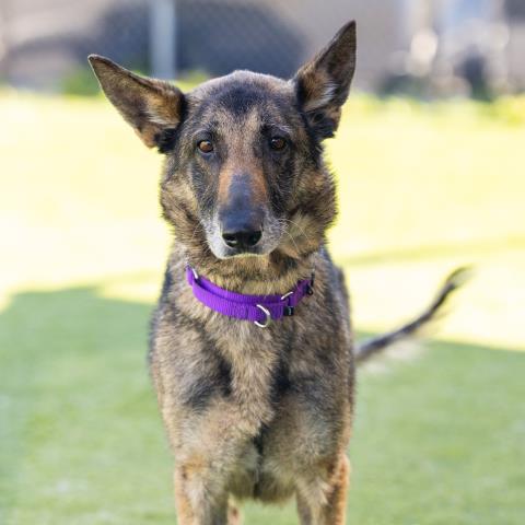 German Shepherd