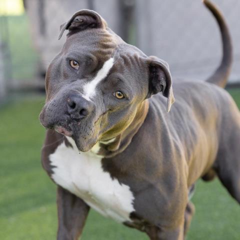 Pit Bull