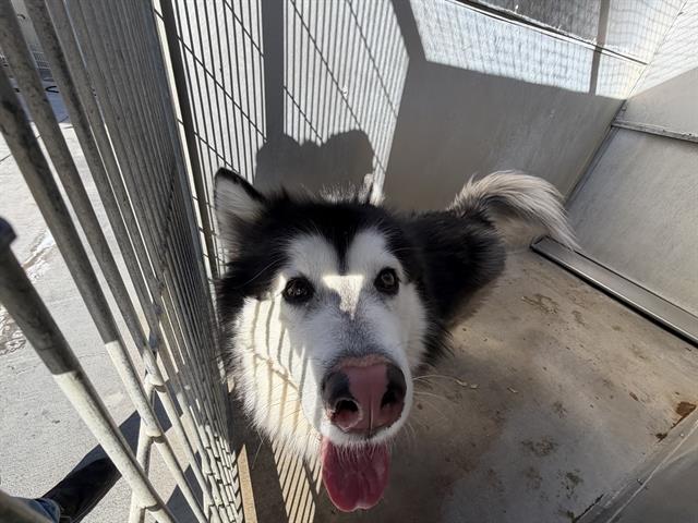 Siberian Husky