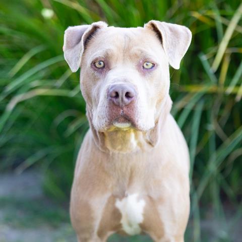 *SHELBY, an adoptable Pit Bull Terrier in Camarillo, CA