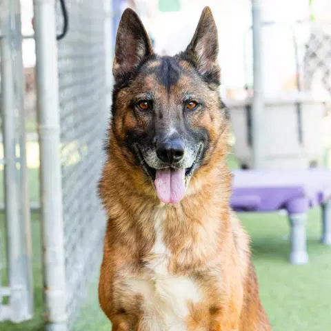 Gunther - German Shepherd Dog
