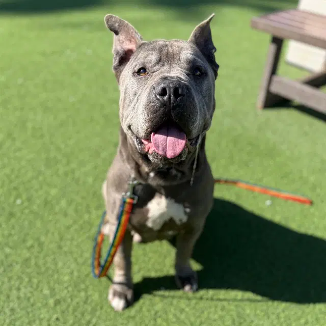 Diesel - Pit Bull Terrier