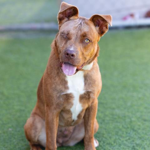 *DISCO, an adoptable Pit Bull Terrier in Camarillo, CA