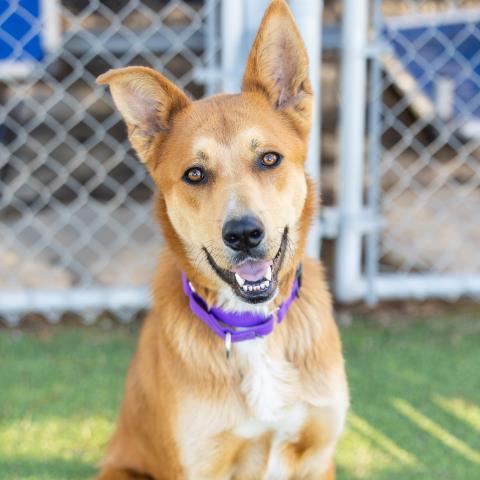 SOPHIA, an adoptable German Shepherd Dog in Camarillo, CA