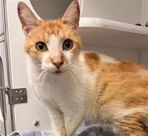 picture of the cat needing adoption
