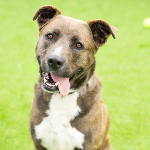 WHISKEY, an adoptable Pit Bull Terrier in Camarillo, CA
