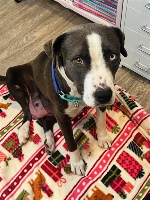 *MABEL, an adoptable Pit Bull Terrier in Camarillo, CA
