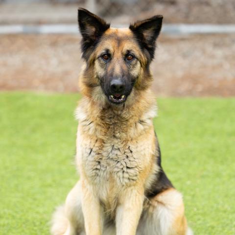 CHAQUIRA, an adoptable German Shepherd Dog in Camarillo, CA