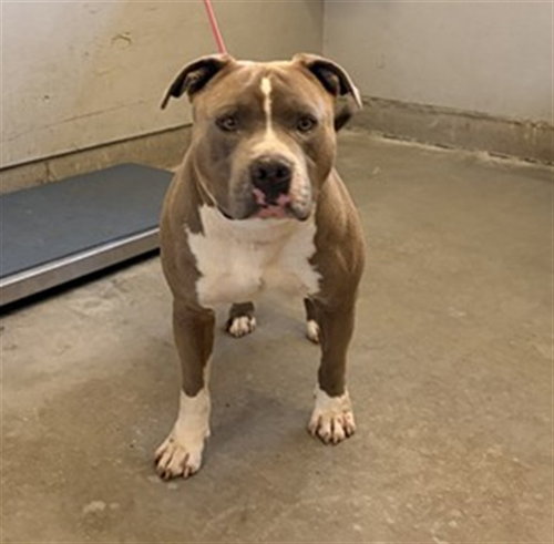 picture of the dog needing adoption