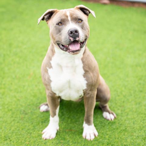 *JAKE, an adoptable Pit Bull Terrier in Camarillo, CA