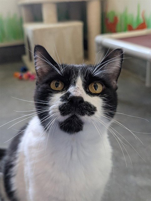 STELLA ROSA, an adoptable Domestic Medium Hair in Camarillo, CA
