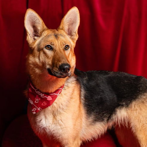 SKYE, an adoptable German Shepherd Dog in Camarillo, CA