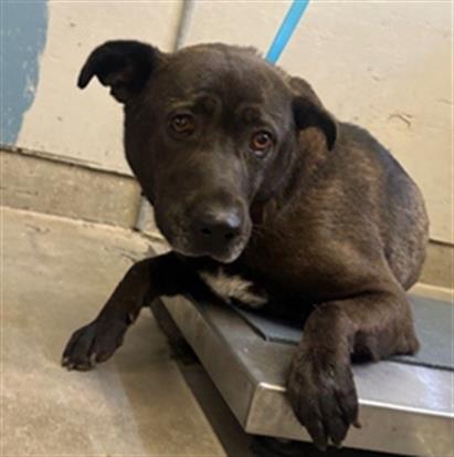 picture of the dog needing adoption