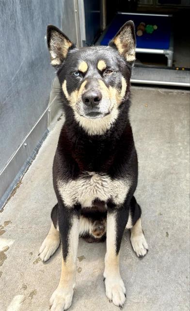 picture of the dog needing adoption