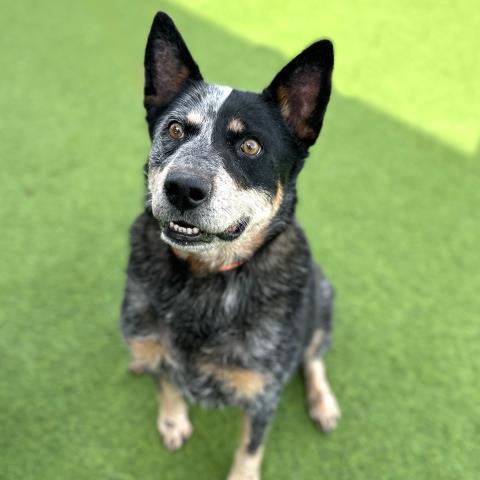 *RICKY, an adoptable Australian Cattle Dog in Camarillo, CA