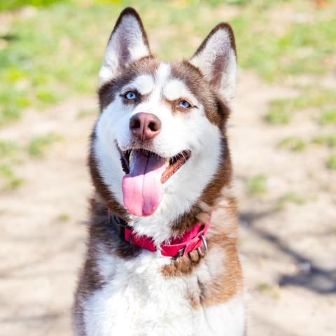 *SHADOWFAX, an adoptable Siberian Husky in Camarillo, CA