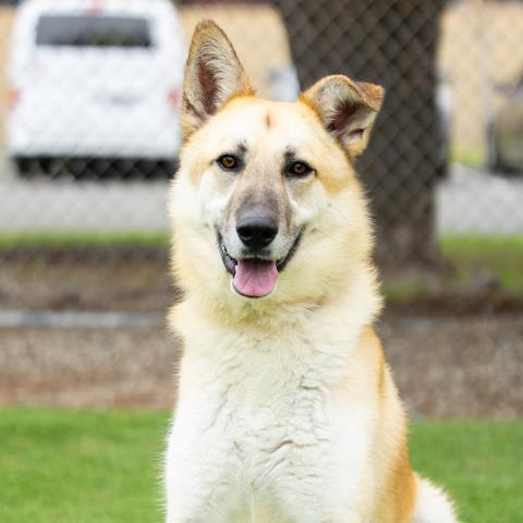 OZZIE, an adoptable German Shepherd Dog in Camarillo, CA