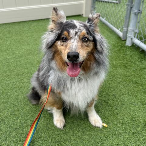SKY, an adoptable Australian Shepherd in Camarillo, CA
