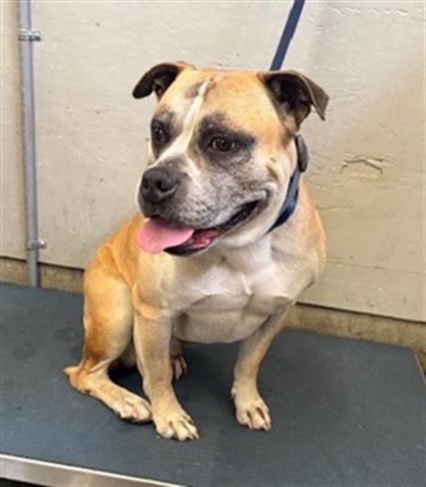 CHATO, an adoptable Pit Bull Terrier in Camarillo, CA