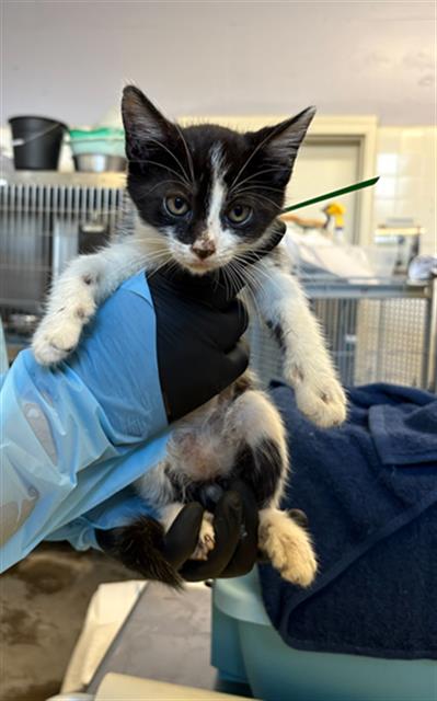 picture of the cat needing adoption