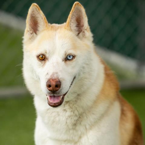 *FRENCH FRY, an adoptable Siberian Husky in Camarillo, CA
