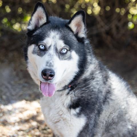 *ATLAS, an adoptable Siberian Husky in Camarillo, CA