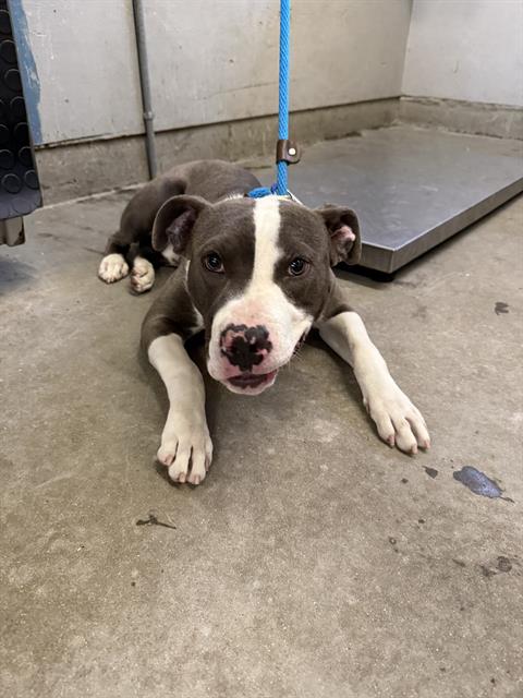 *HAMMY, an adoptable Pit Bull Terrier in Camarillo, CA