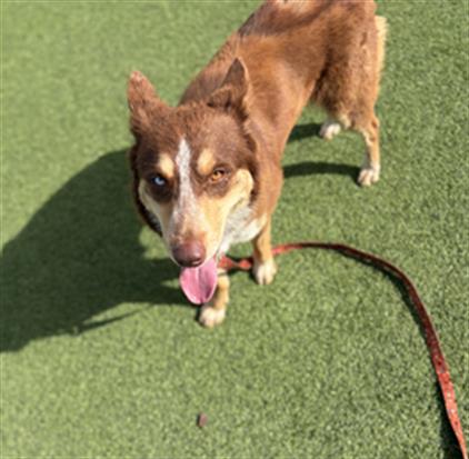 DAKOTA, an adoptable Siberian Husky in Camarillo, CA