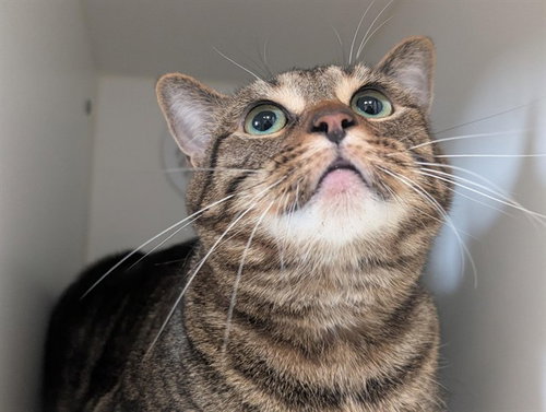 CATALINA, an adoptable Domestic Short Hair in Camarillo, CA