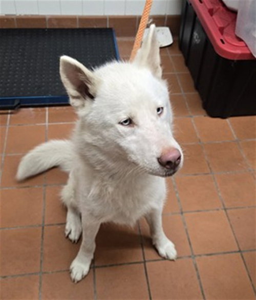 NOELLE, an adoptable Siberian Husky in Camarillo, CA