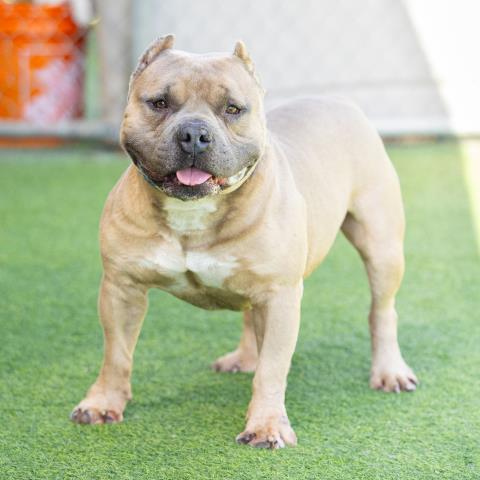*MO, an adoptable Pit Bull Terrier in Camarillo, CA