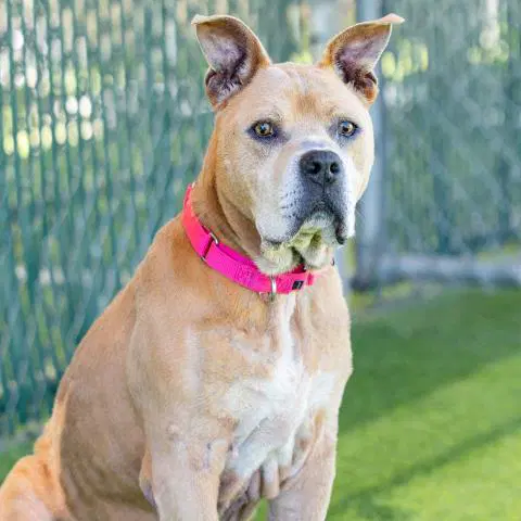 Peddy - Pit Bull Terrier