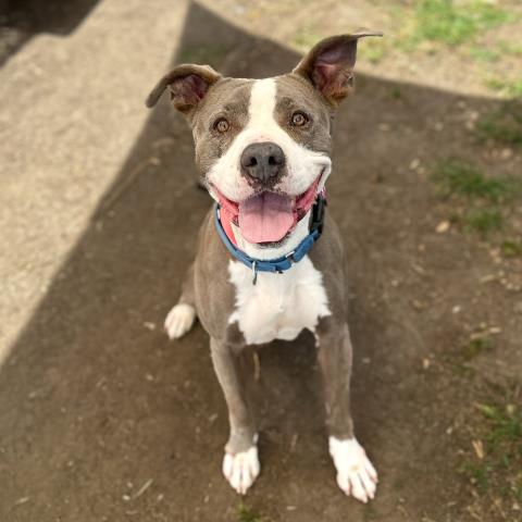 *MERCURY, an adoptable American Staffordshire Terrier in Camarillo, CA
