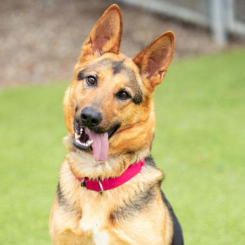 *NOIRA, an adoptable German Shepherd Dog in Camarillo, CA
