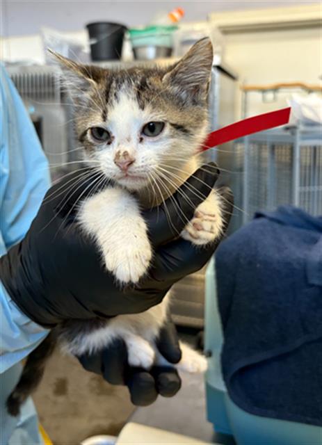 *RALPH, Baby Domestic Medium Hair (medium coat), cat for adoption in Culver City, California