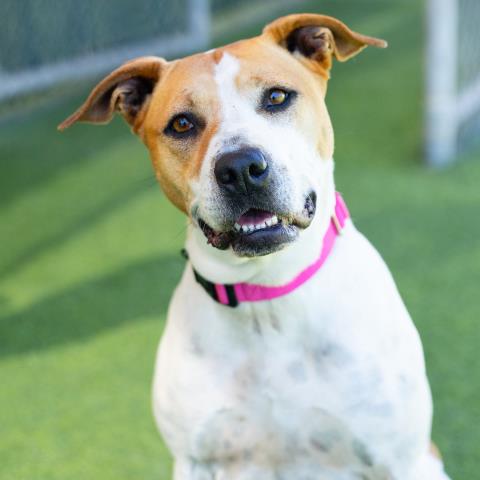 *ROCKETTE, an adoptable Pit Bull Terrier in Camarillo, CA