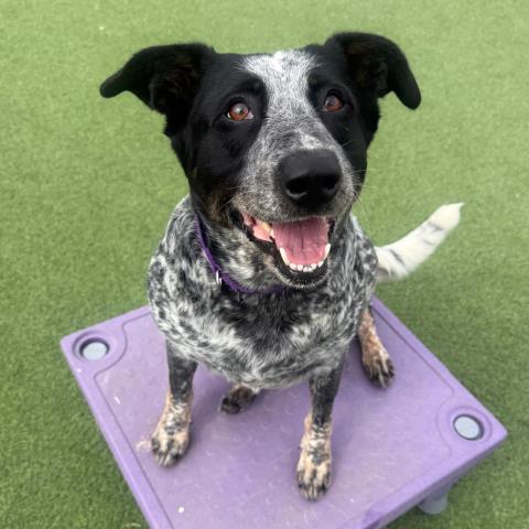 *ROSEMARY, an adoptable Australian Cattle Dog in Camarillo, CA
