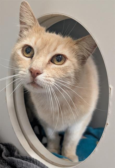 picture of the cat needing adoption