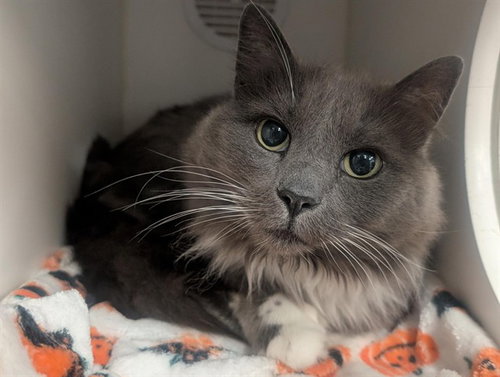 picture of the cat needing adoption