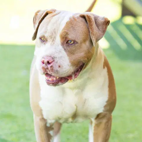 Rocko - Pit Bull Terrier