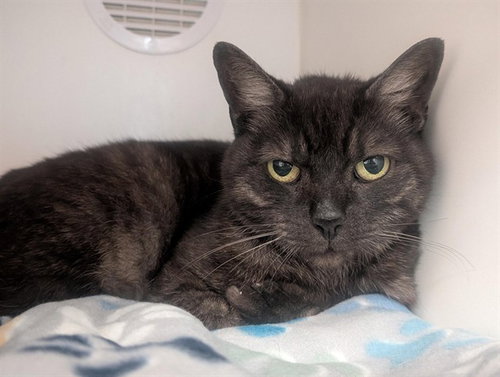 BABY, Adult Domestic Short Hair (medium coat), cat for adoption in Culver City, California