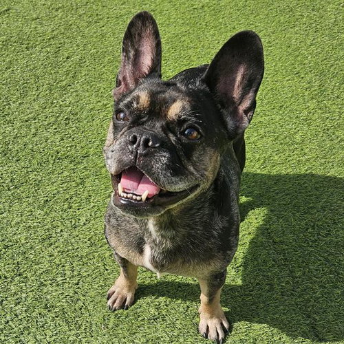 GRETA, an adoptable French Bulldog in Camarillo, CA