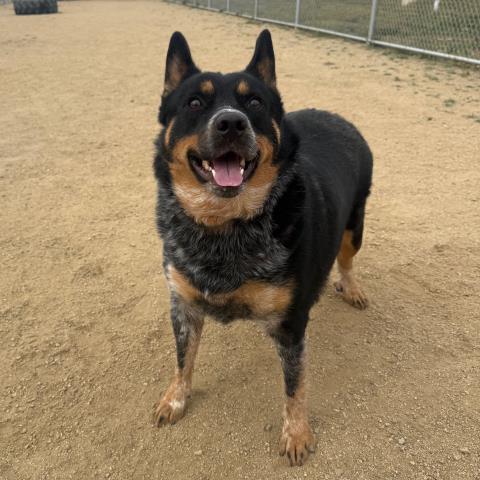 BLUEY, an adoptable Queensland Heeler in Camarillo, CA