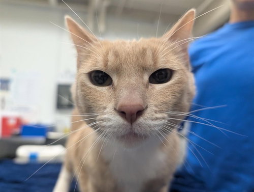 BOB, Adult Domestic Short Hair (medium coat), cat for adoption in Culver City, California