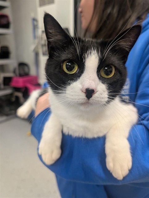 MARYLYN, Adult Domestic Short Hair (medium coat), cat for adoption in Culver City, California